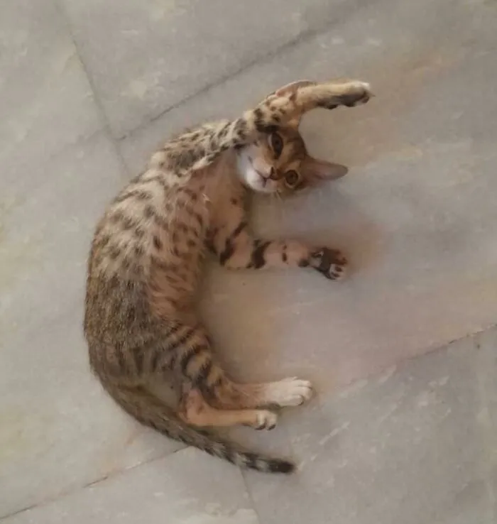 My Dad Found This Kitten Alone And Wounded, So He Brought Her Home