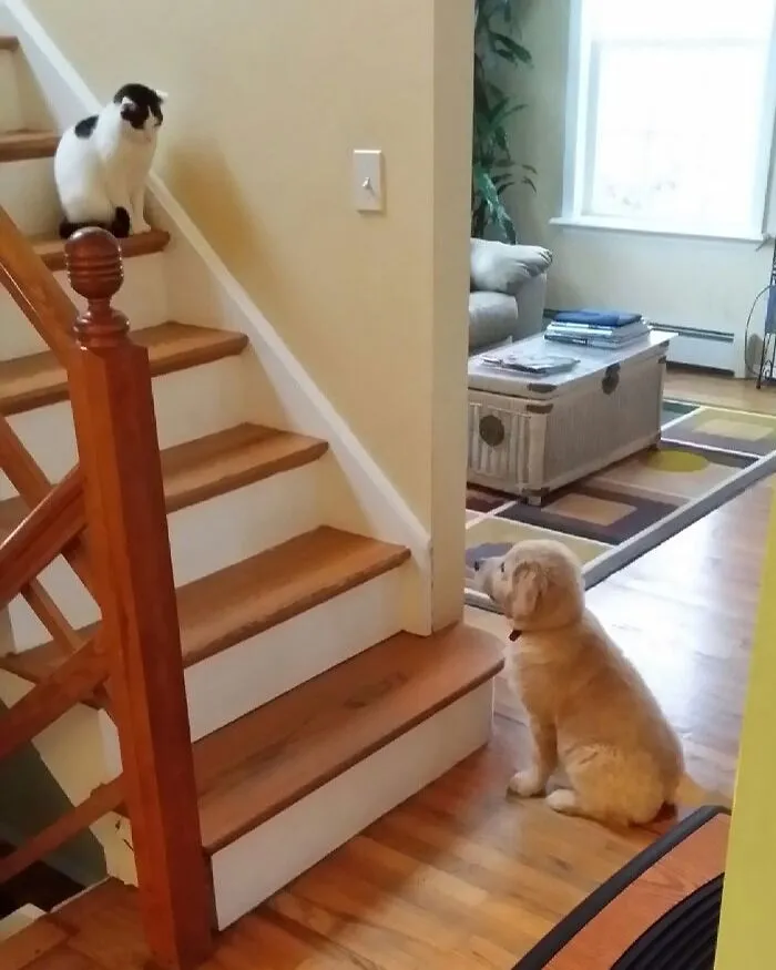 We Got A New Puppy. The Cat Is Skeptical