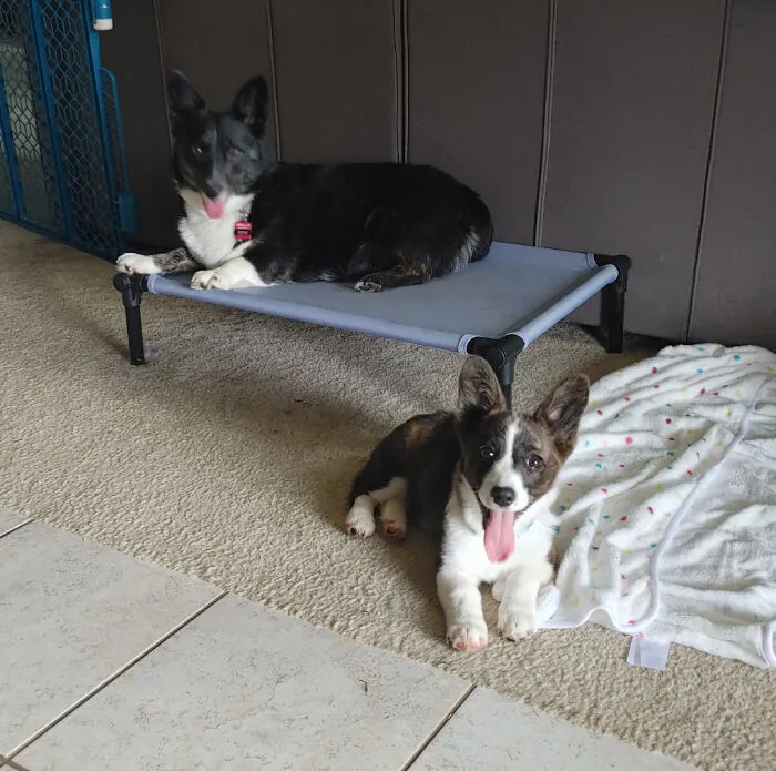 No One Was Adopting The Little One. So We Welcomed Zelda To Be With Keia