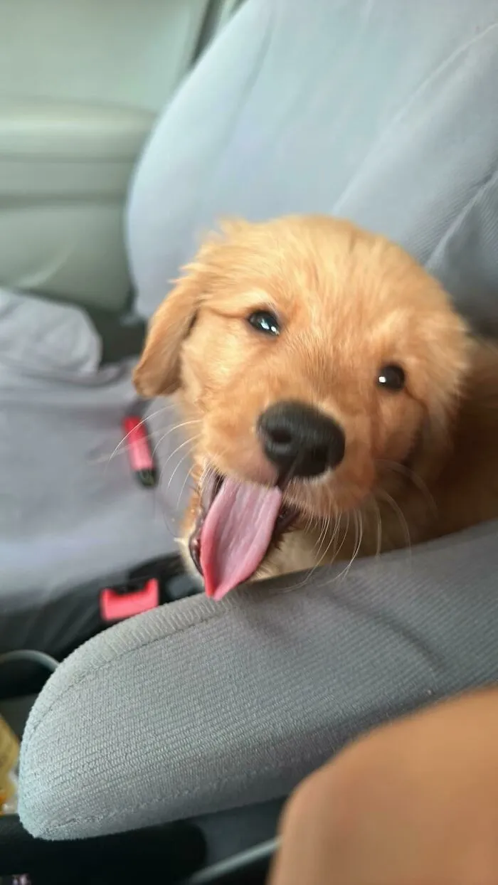 Say Hello To My New Puppy!