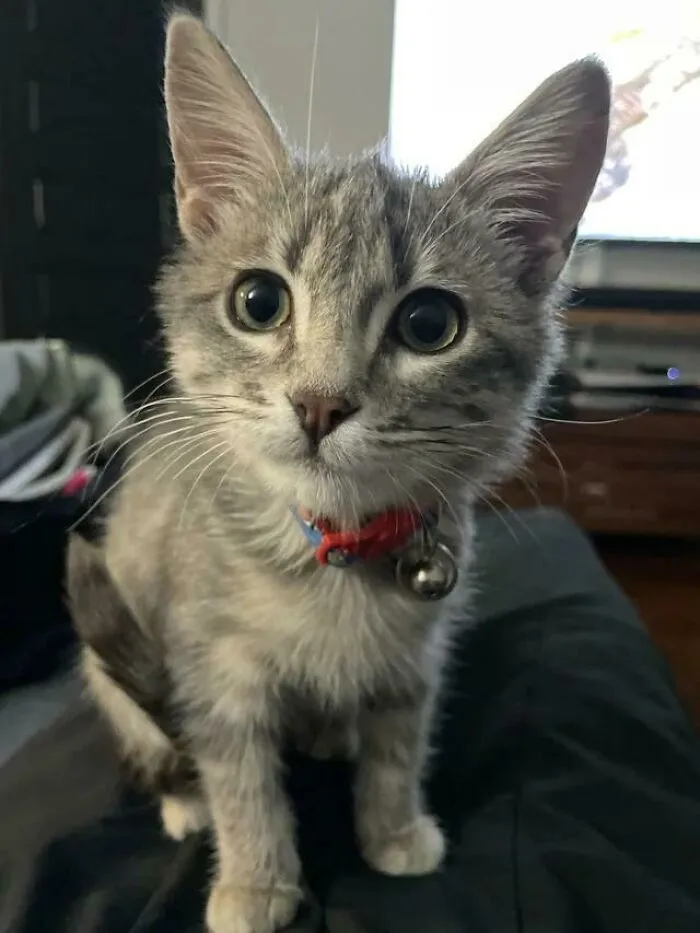 [oc] Sooo.. I Got A Pet During Medical Residency. My First Ever Pet!