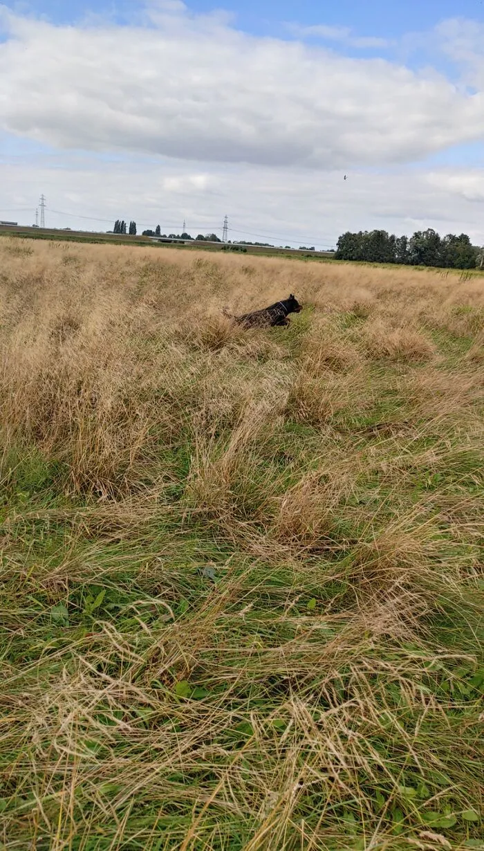 Moor