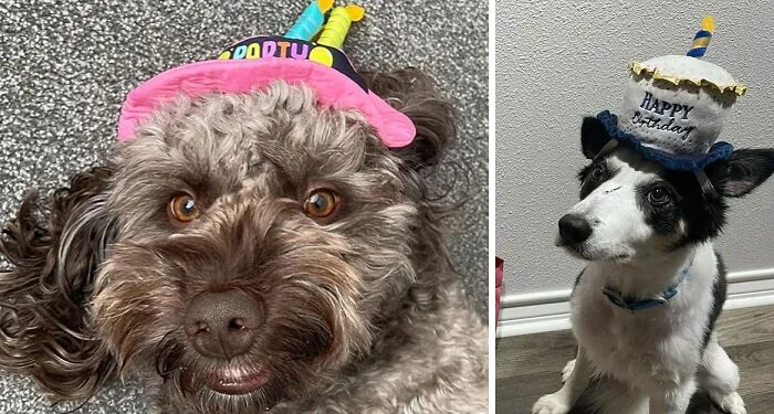 Get Your Dog A Birthday Cake Hat
