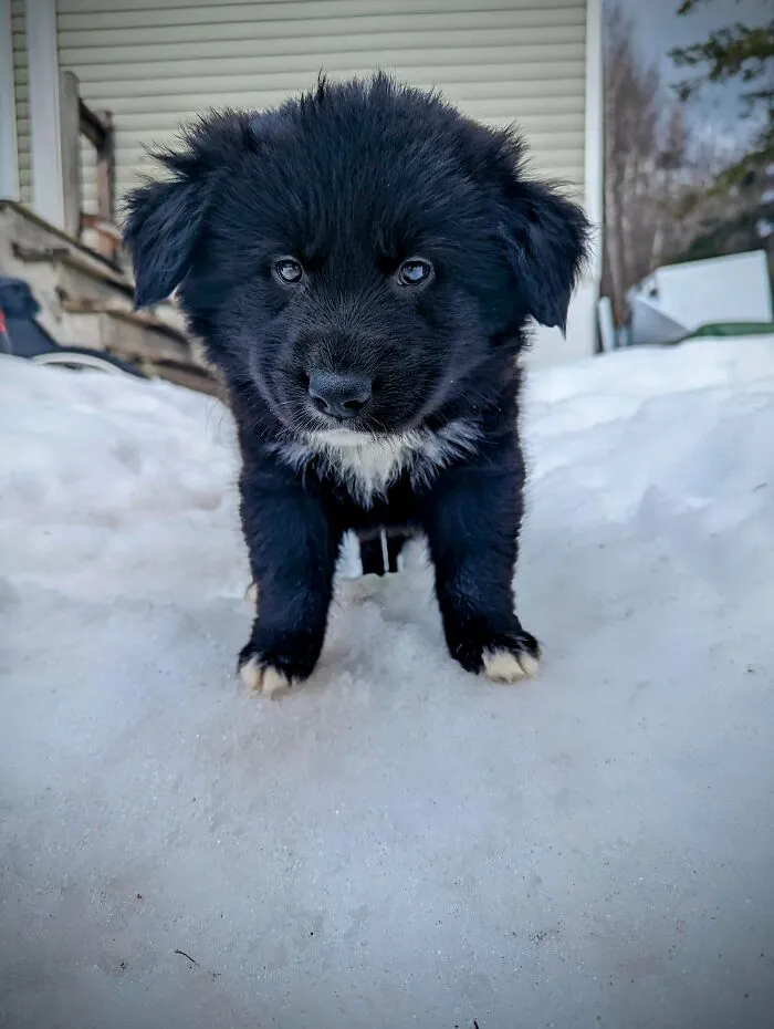 I Finally Adopted My First Dog! This Is Knight And I Love Him So Much