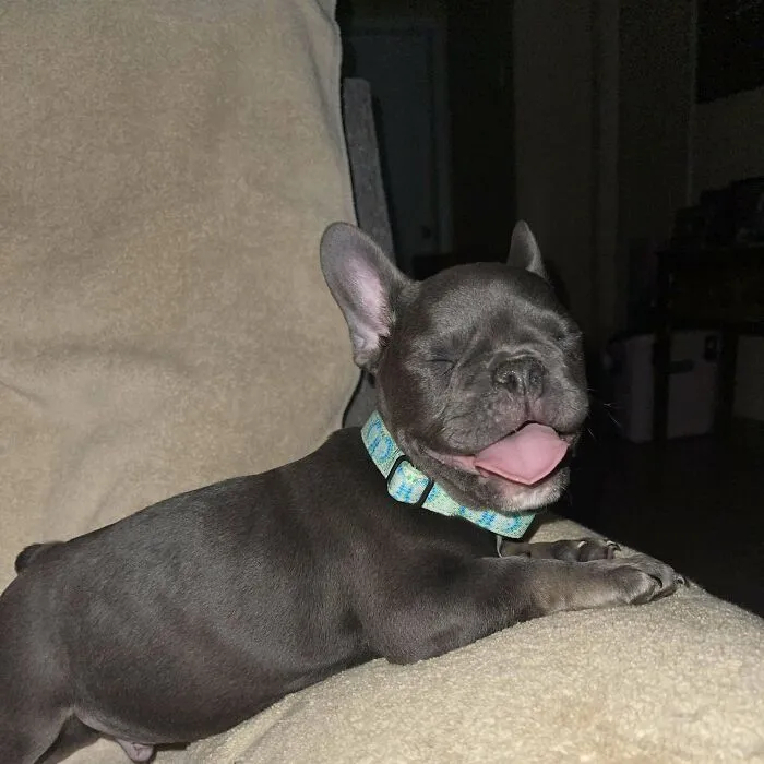 Say Hello To My New Stink Bomb, Hugo 