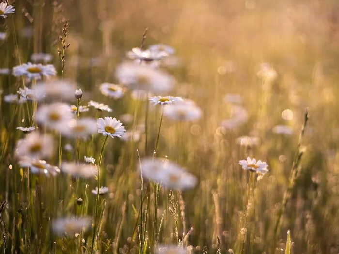 Pick Wildflowers