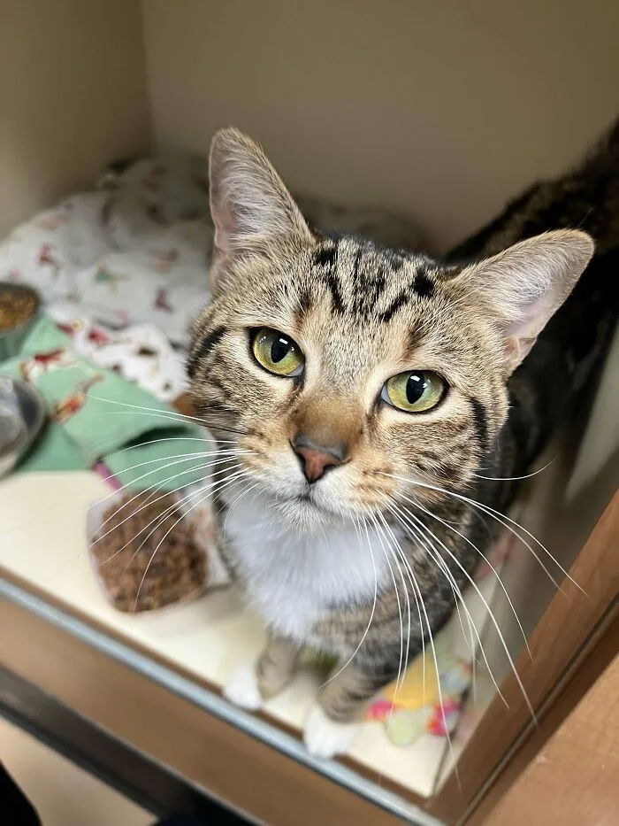Unnamed Shelter Sic Won’t Be Without A Name For Much Longer! He’s Been Adopted!