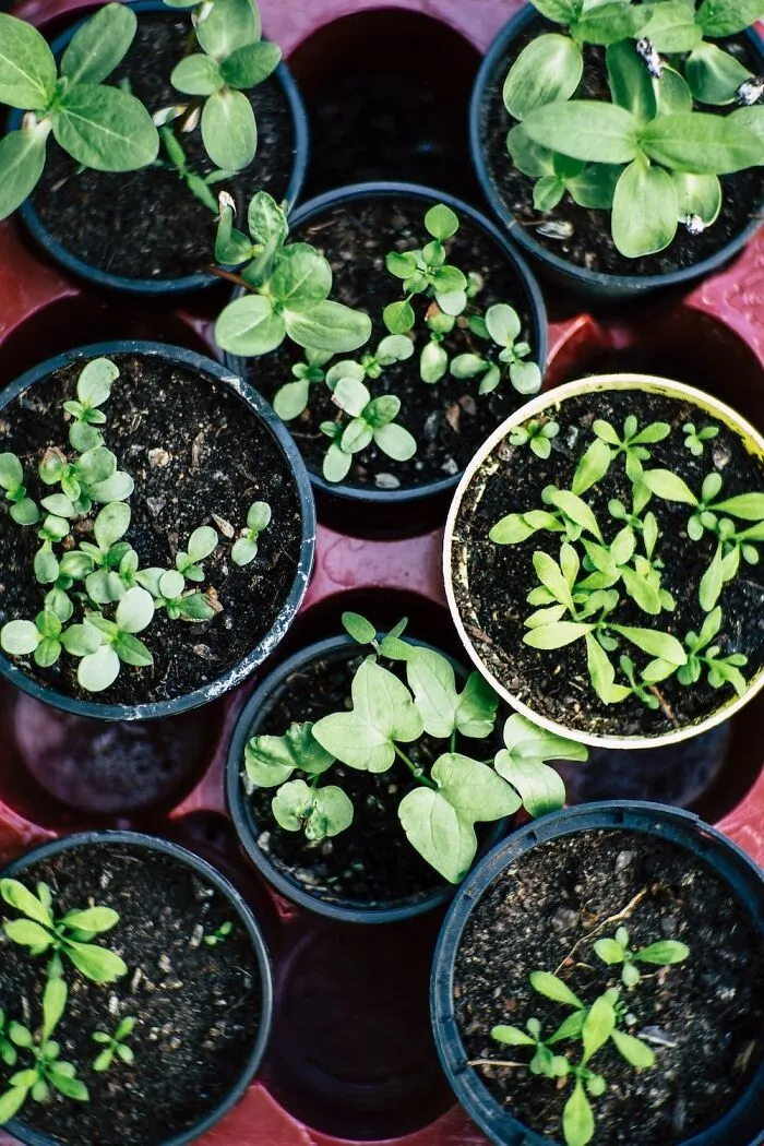 Grow An Herb Garden
