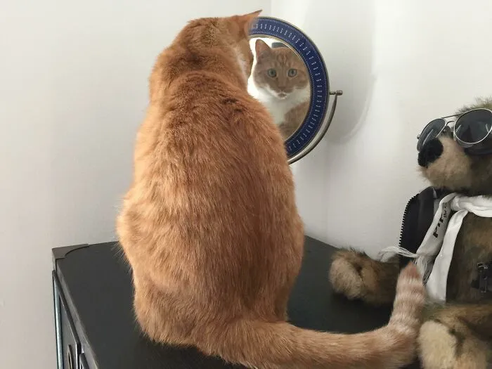 My Cat Stares At Me Through Reflections. Not Just Mirrors, Anything With A Reflection. Freaks Me Out