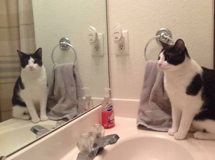 Cat sitting near a sink and looking at himself in the mirror