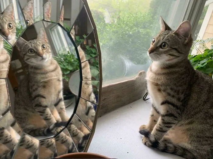 This Picture Of My Cat In A Mirror On My Bay Window Platform