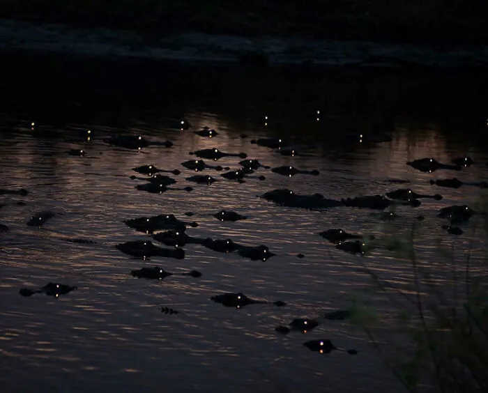 Caimanes de noche en Florida