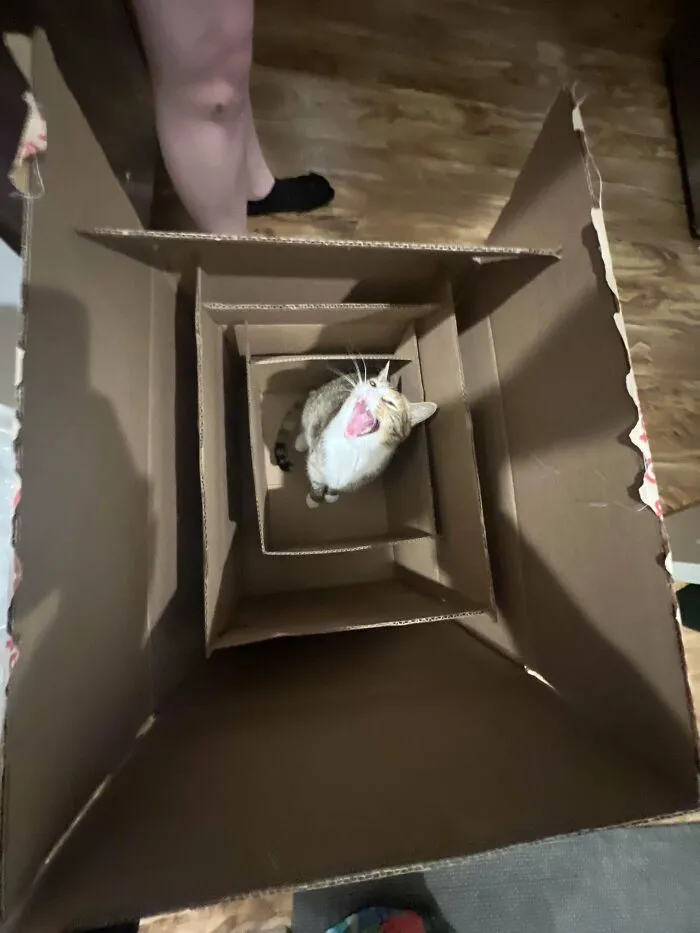 Box-Ception