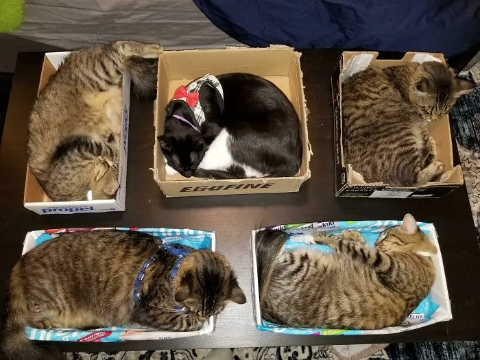 Hmmm, It Appears That Rectangular Traps Lure Standard Issue Cats, And Square Traps Lure Tuxedos! You're Welcome! :d