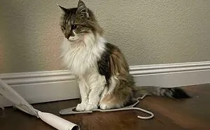 This Online Group Exists To Show All The Hilariously Adorable Ways Kitties Can Get “Cat Trapped” And Here Are 40 Of Their Newest Catches