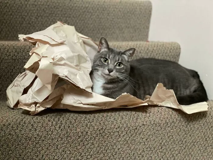 Poe Tato Enjoying The Crinkley Cat Trap On The Stairs