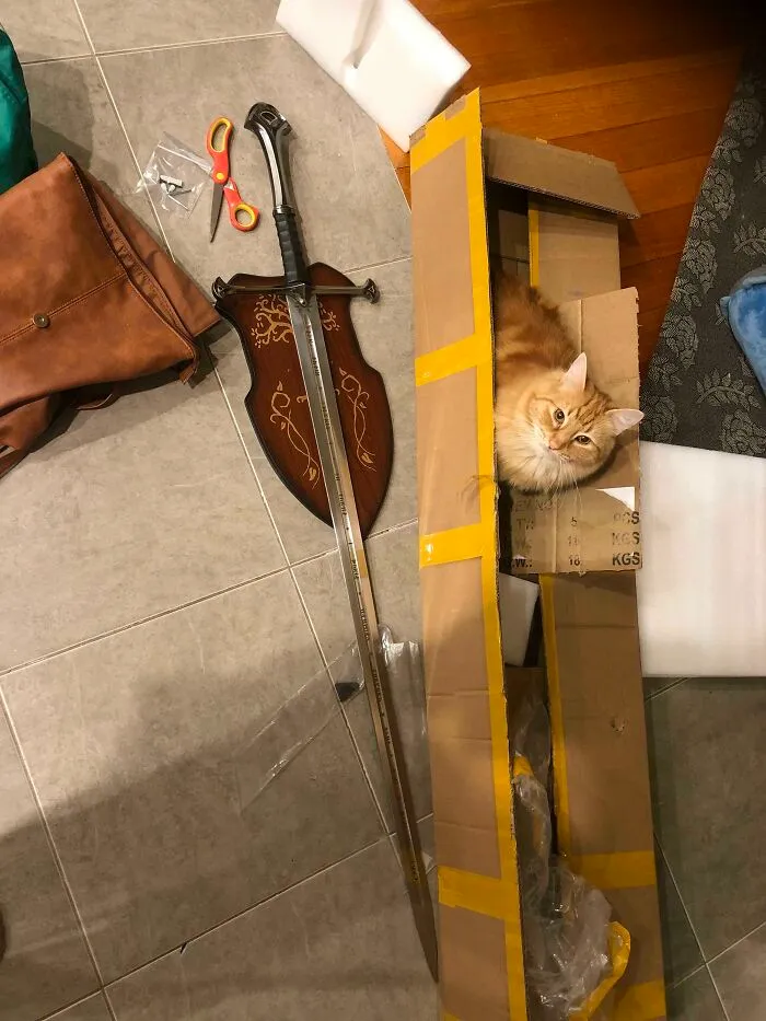 She Prefers The Box To The Sword