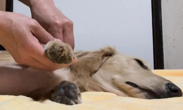 Throw Your Dog A Pamper Day