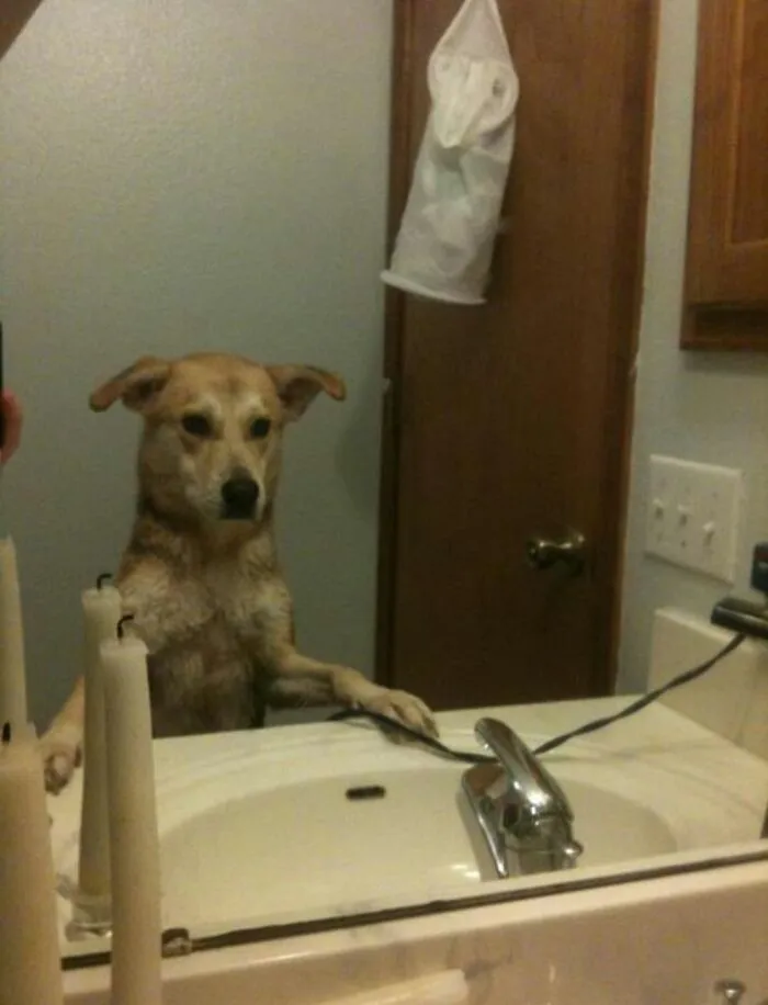 Happens After Ever Bath She Gets. She Goes To The Sink, Stands Up, Paws Down, And Looks At Herself In The Mirror