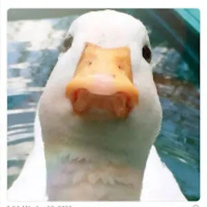 QuackerCracker
