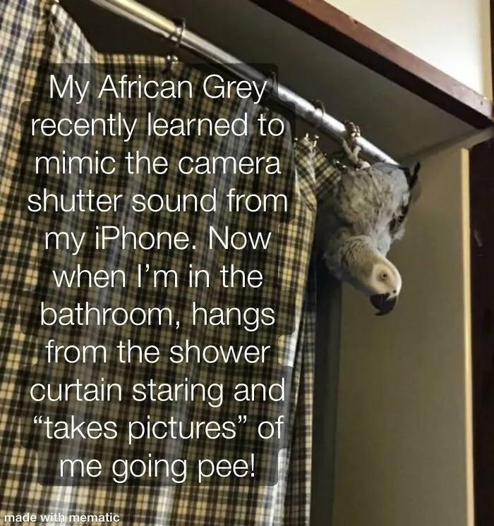 My Dickbag Bird