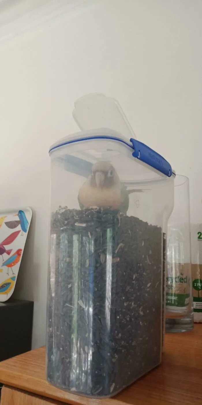 Hes Figured Out How To Open The Seed Dispenser