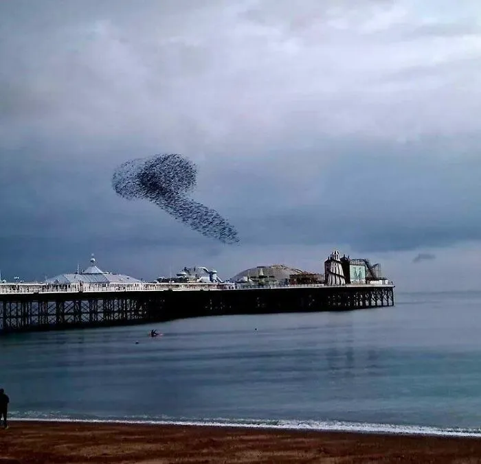 Birds Being A Dick