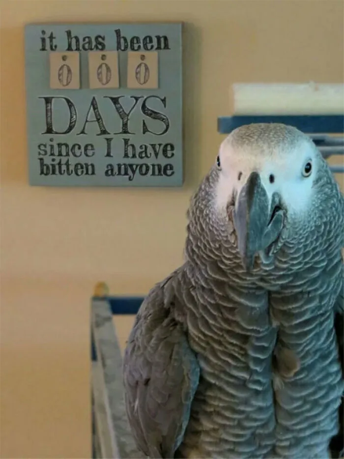 Blursed Parrot