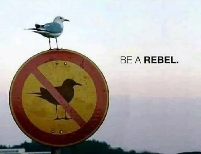 Fuck The Law