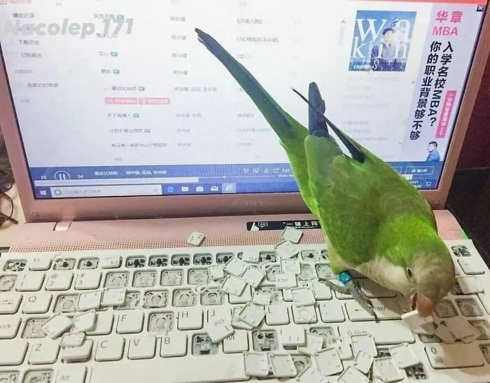 Dick Left Alone With An Open Laptop