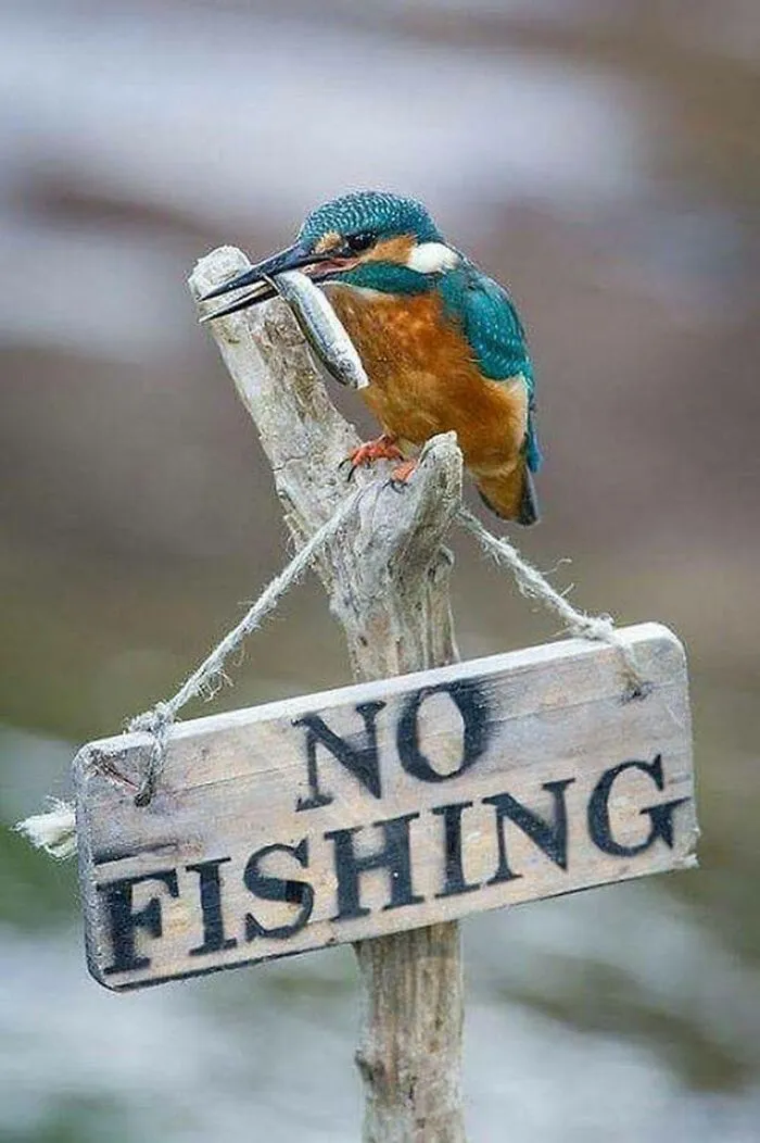 No Respect For The Rules