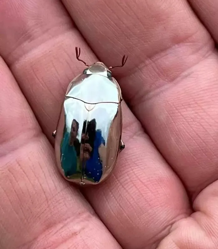 This Beetle's Shell Is So Reflective Its Like A Mirror