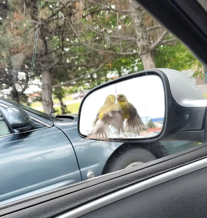Bird looking at his reflection in car's mirror 