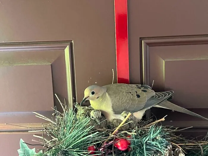 Bird Laid A Nest In Our Holiday Wreath And Had Babies