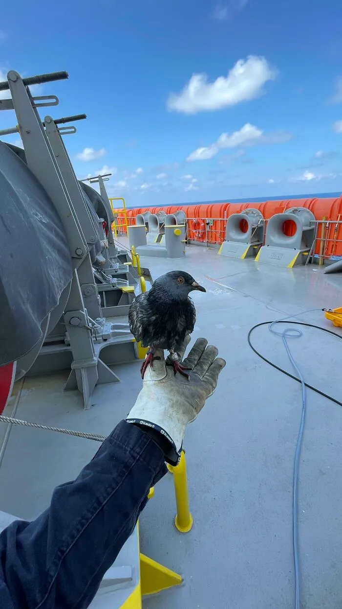 Lost Pigeon In The Middle Of The Pacific Ocean