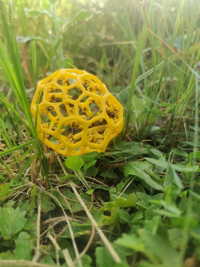 I Came Across This Hexagon/Pentagon Structured Mushroom