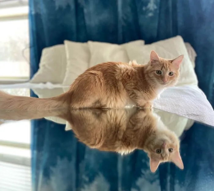 Cat sitting on her own mirror reflection 