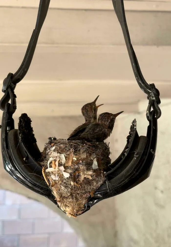 Una familia de colibríes hizo un nido en unas gafas de piscina que colgaban