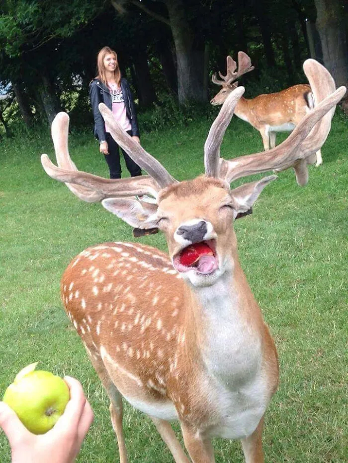 Awww Yes Apples