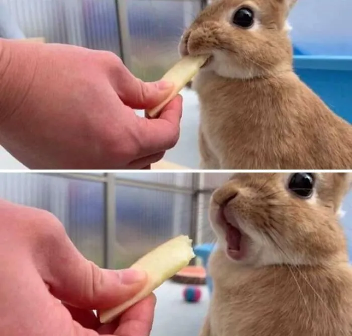 Bunni Having Apple Slice