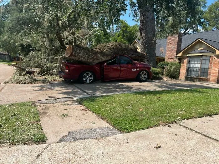 Un vecino hace talar un árbol muerto... El contratista cometió un pequeño error