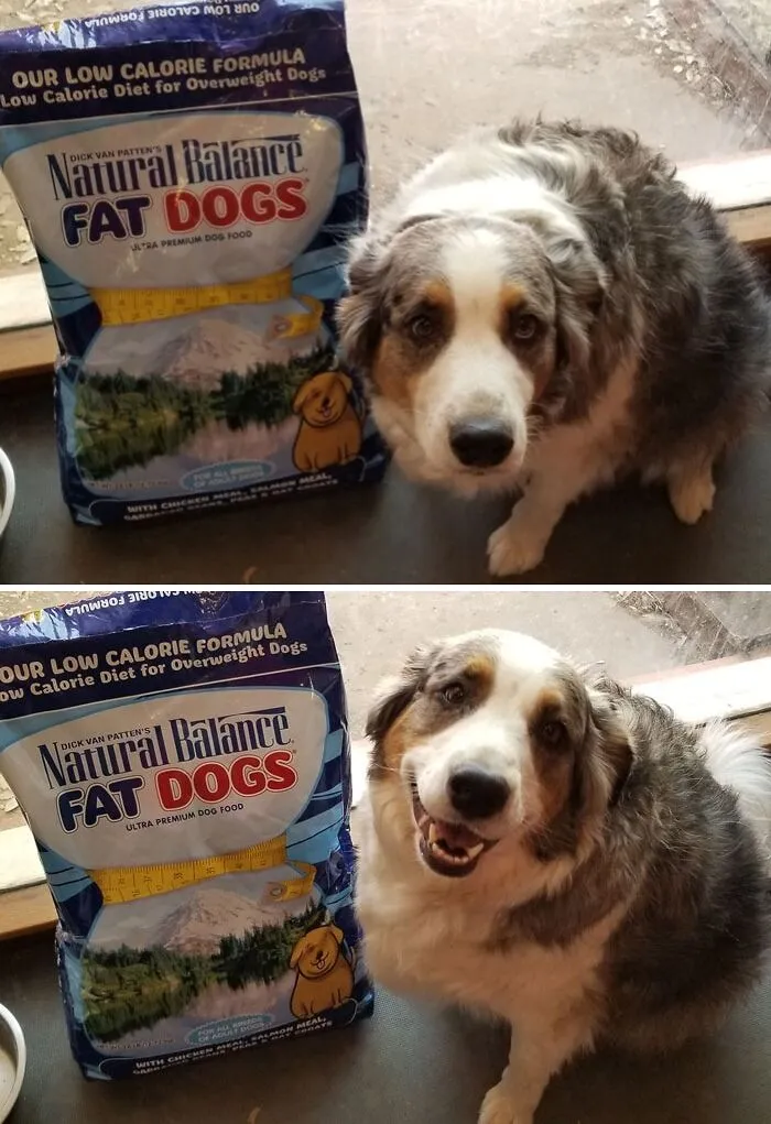My Pippin When I Told Him He Was Fat And Needed Fat Dogs Food And When I Told Him Sorry And He Was A Very Good Boy