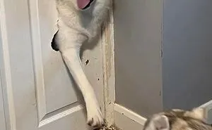 “What’s Wrong With Your Dog?”: 45 Funny Pics Of Dogs Being Goofy And Weird (New Pics)