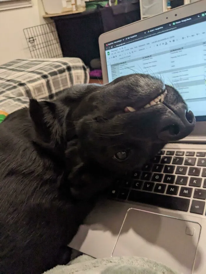 Nada de trabajar, sólo Daisy