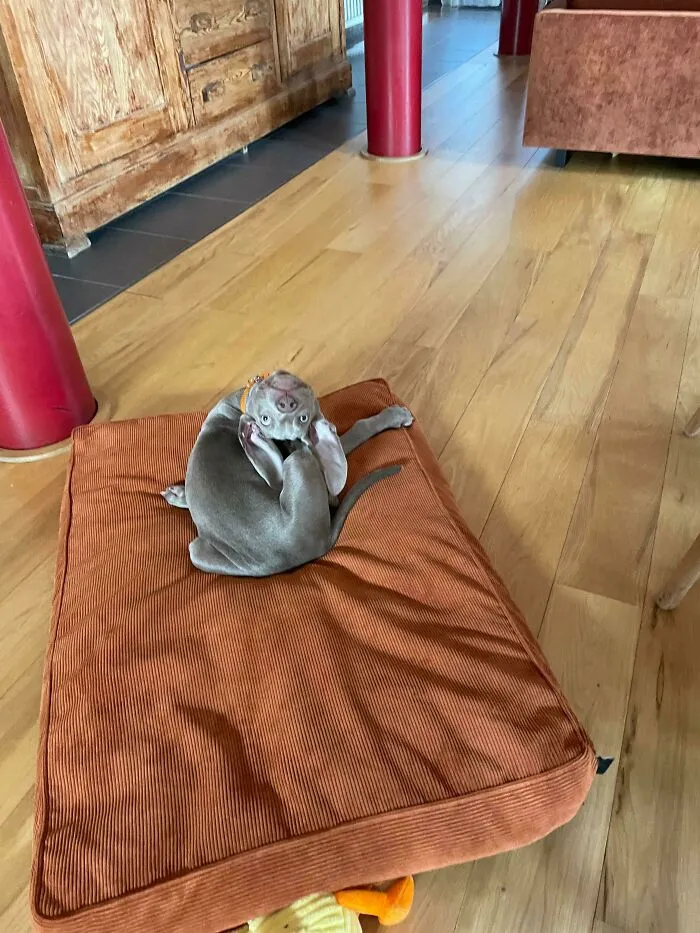 Mastering Yoga Since The Day He Was Born
