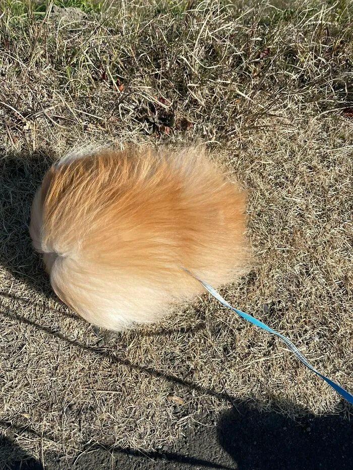???