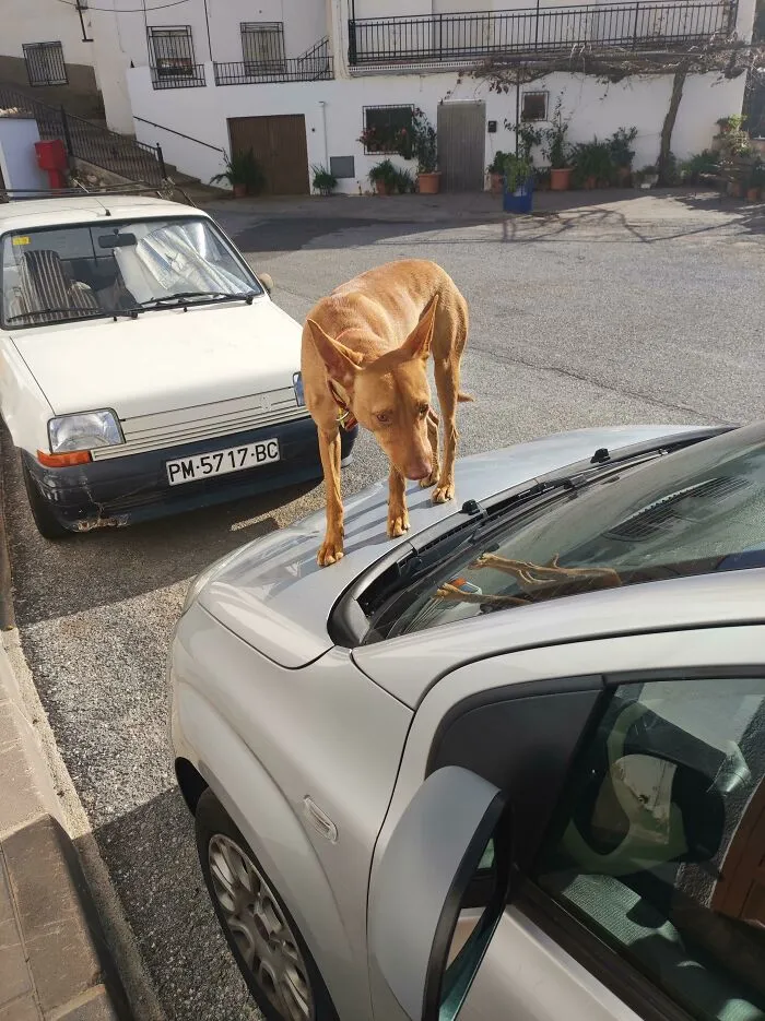 Ese es mi coche. Ese no es mi perro