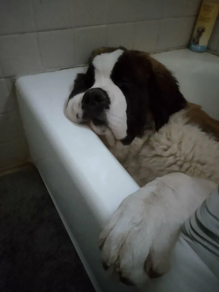 Insiste en dormir en la bañera