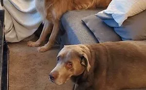 “What’s Wrong With Your Dog?”: 45 Funny Pics Of Dogs Being Goofy And Weird (New Pics)