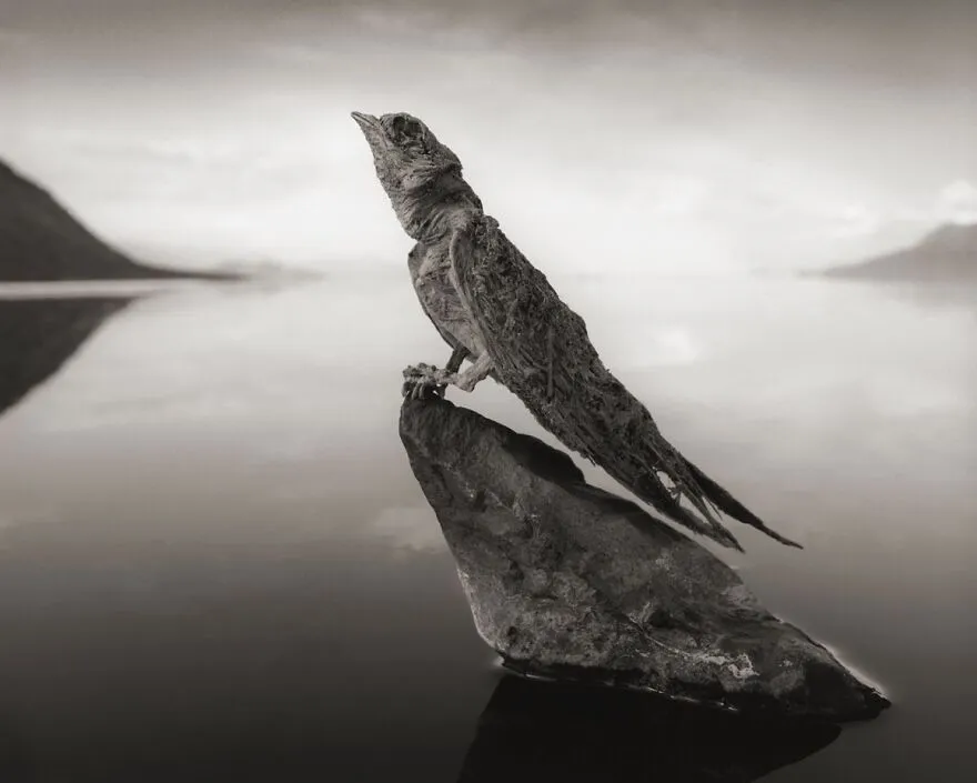 I Stayed 24 Hours By The Lake Of Dead In Tanzania And Captured Its Beauty As Well As Animals Turned To Stone (7 Pics)